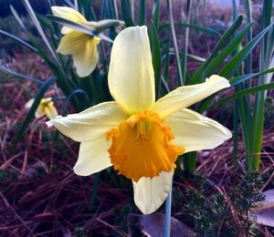 Close-up of yellow flower