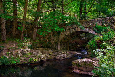 Bridge over stream amidst trees in forest