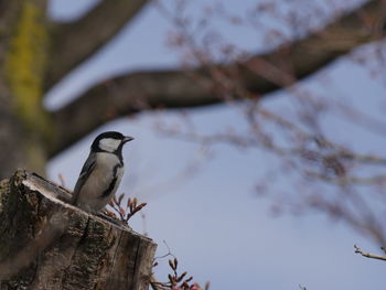 Close-up of bird perching on tree against sky