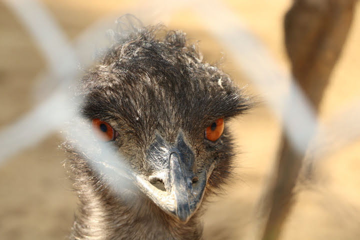 CLOSE-UP PORTRAIT OF BIRD