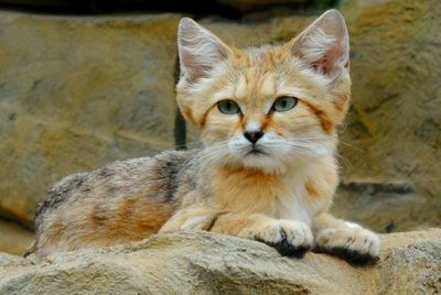 Sand cat relaxing on rock