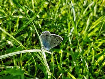 Close-up of butterfly on flower