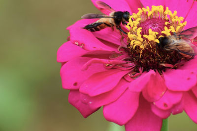 Close-up of bee on pink flower