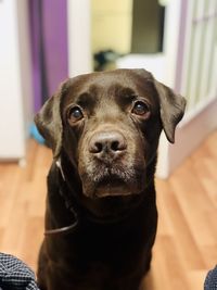 Close-up portrait of dog at home