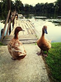 Bird flying over lake