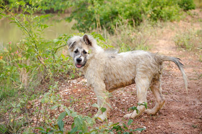 Portrait of dog standing on field