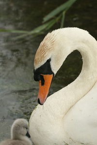 Close-up of swan swimming on lake