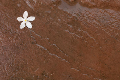 High angle view of white rose on beach