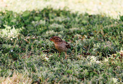 Bird perching on a field