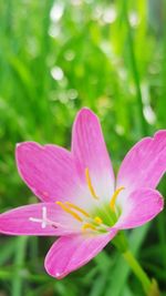 Close-up of pink flower