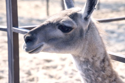 Close-up of a horse in zoo