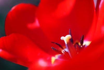 Close-up of red tulip