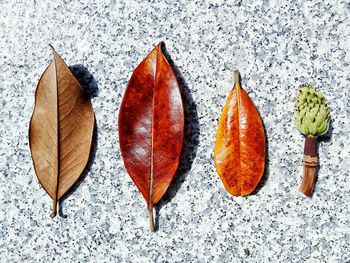 Directly above shot of autumn leaves and plant pod on granite