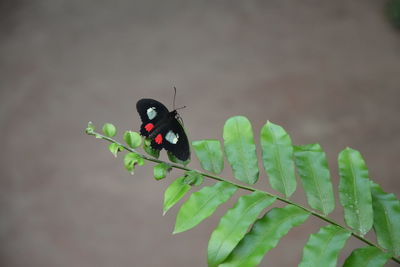Close-up of butterfly on leaf