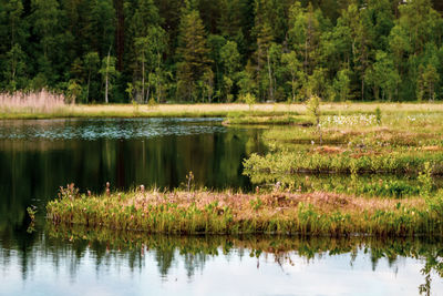 Scenic view of lake in forest