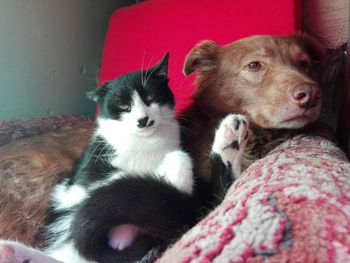 Portrait of dog and cat relaxing on bed 