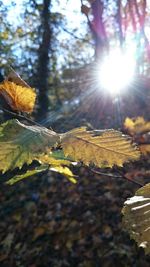 Sun shining through trees