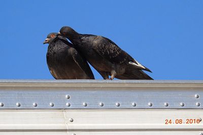 Low angle view of bird perching against clear blue sky