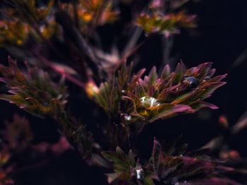 Close-up of pink flowering plant