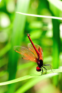 Close-up of insect on leaf