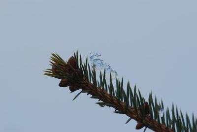 Low angle view of palm tree against clear sky