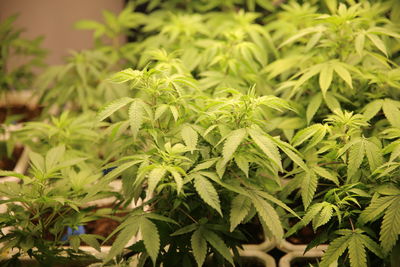 cannabis