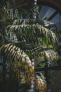 Low angle view of palm trees