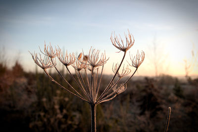 Close-up of plant growing on field against sky