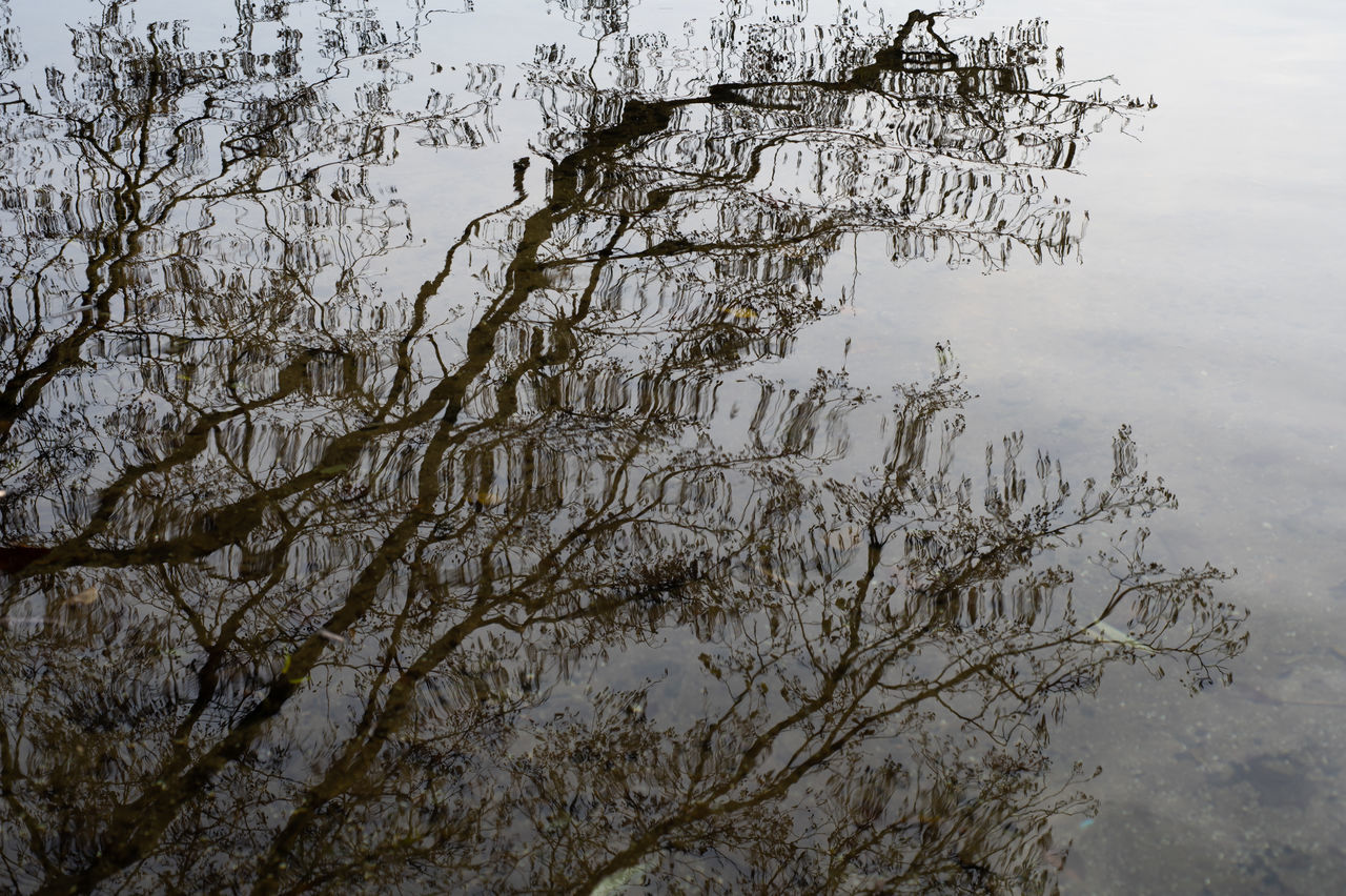 winter, tree, nature, branch, water, plant, sky, no people, snow, beauty in nature, tranquility, reflection, lake, day, outdoors, freezing, environment, scenics - nature, morning, leaf, frost, non-urban scene, cloud, tranquil scene, animal wildlife, fog, bare tree