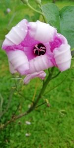 Close-up of pink rose flower in field