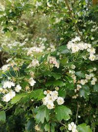 Close-up of flowers blooming outdoors