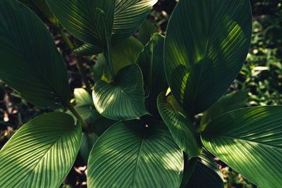 Close-up of green leaves