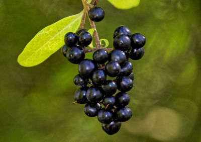 Close-up of grapes growing on plant