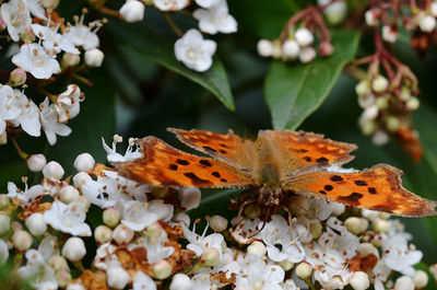 Close-up of butterfly pollinating on flower