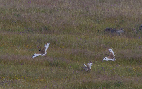 View of seagulls on field