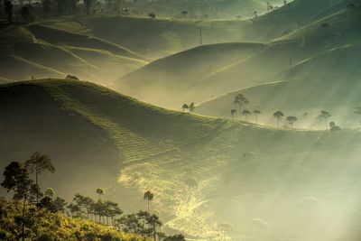 Panoramic view of land and trees against sky