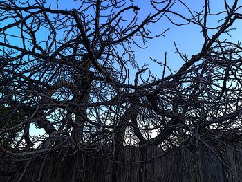 Low angle view of tree against sky