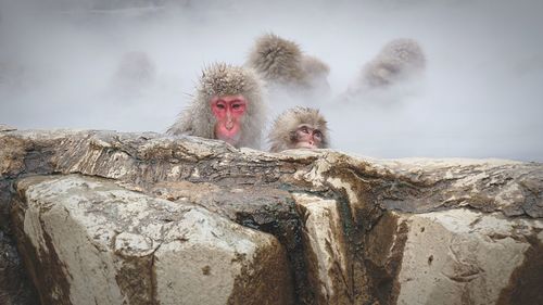 Monkeys in hot spring 