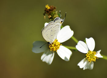 Close-up of butterfly pollinating on flower