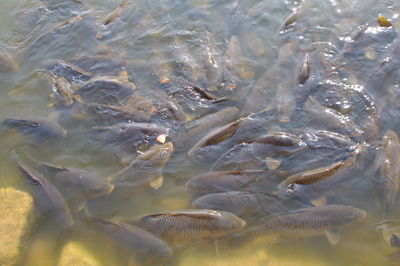 High angle view of fish swimming in lake