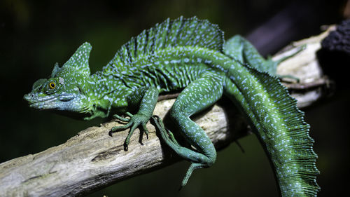 Close-up of lizard on tree