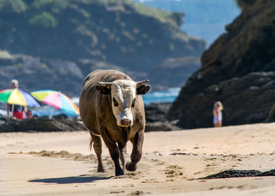 Cow on sand