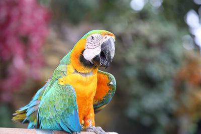 Close-up of a parrot