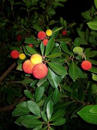 Close-up of fruits growing on tree