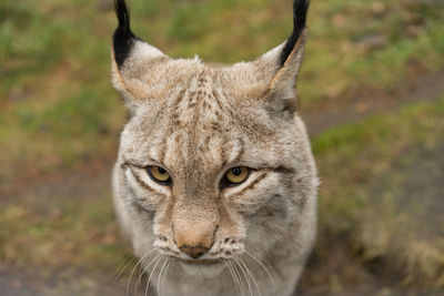 Close-up portrait of lynx