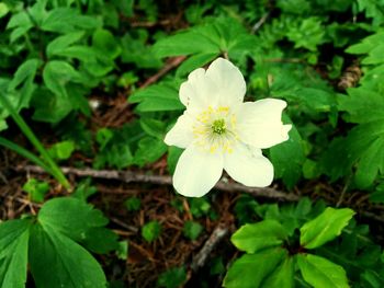 Close-up of white flower blooming outdoors