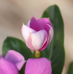 Close-up of pink tulip