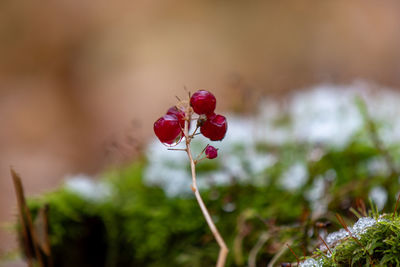 Close-up of red berries on plant