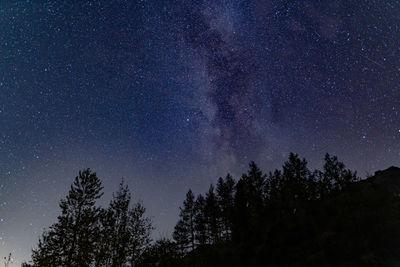 Low angle view of trees against sky at night