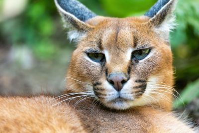 Close-up portrait of a cat